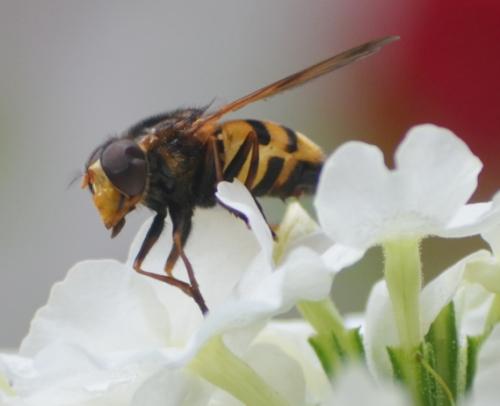 Réf. 237 208 : Volucella inanis